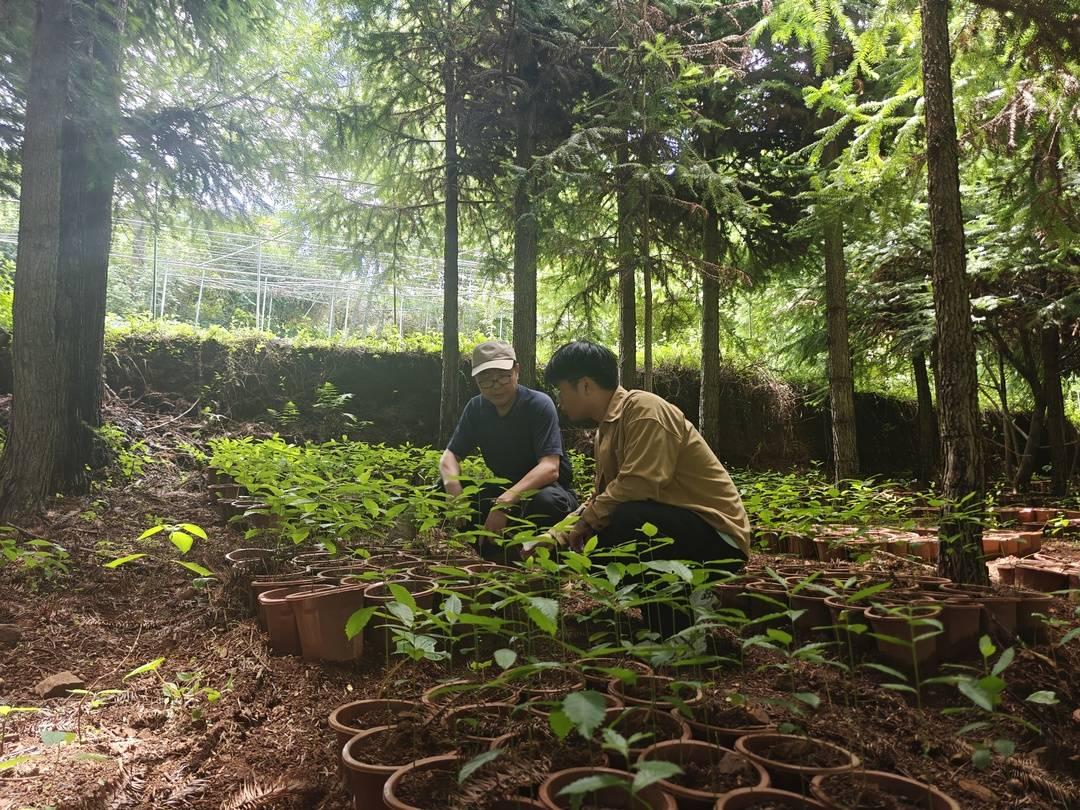 会东松露:人工培育获突破,规模化试种开启增收新篇插图5 会东松露:人工培育获突破,规模化试种开启增收新篇插图5