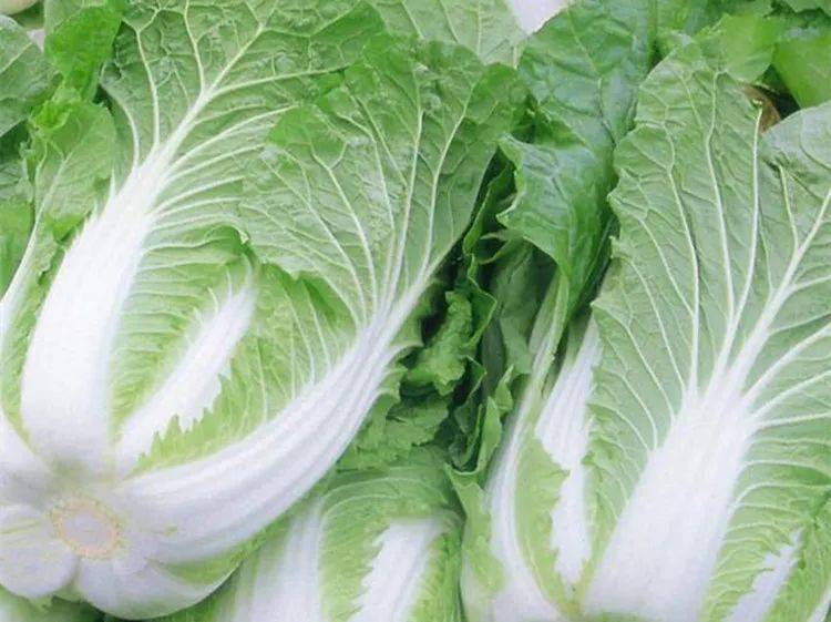 北方秋白菜的种植方法和时间全解析(附高产技巧)插图1 北方秋白菜的种植方法和时间全解析(附高产技巧)插图1