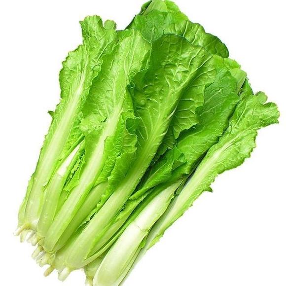 高脚白菜种植时间和方法全解析(附高产技巧)插图1 高脚白菜种植时间和方法全解析(附高产技巧)插图1