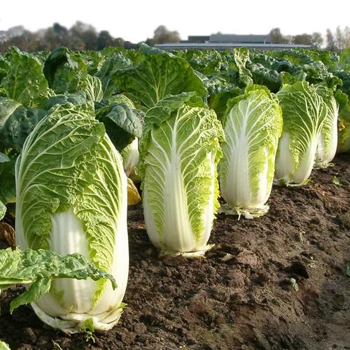 今年种大白菜怎么样?2024年白菜种植前景与效益分析插图1 今年种大白菜怎么样?2024年白菜种植前景与效益分析插图1