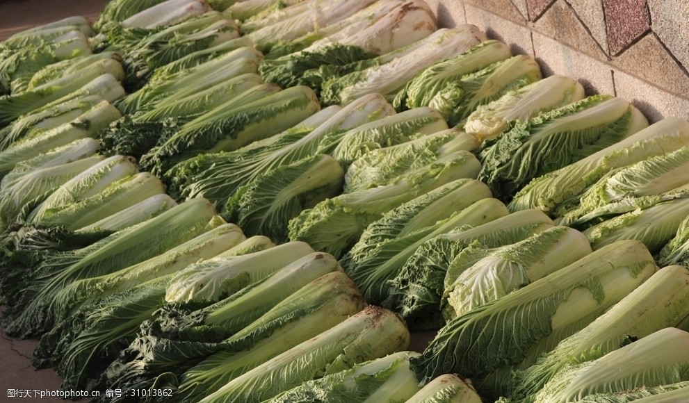 今年种大白菜怎么样?2024年白菜种植前景与效益分析插图2 今年种大白菜怎么样?2024年白菜种植前景与效益分析插图2