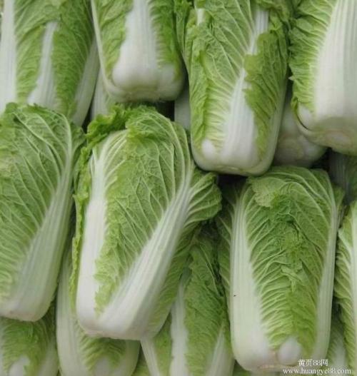 白菜种平地还是种陇好?专家解析最佳种植方式插图1 白菜种平地还是种陇好?专家解析最佳种植方式插图1