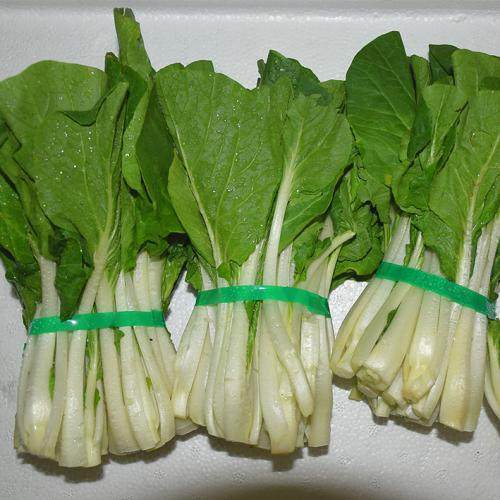 白菜种平地还是种陇好?专家解析最佳种植方式插图2 白菜种平地还是种陇好?专家解析最佳种植方式插图2