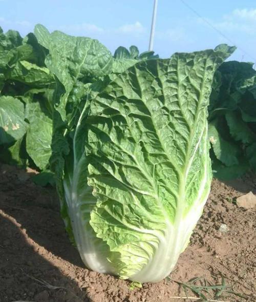 夏季白菜选什么品种好?5大耐热高产白菜推荐插图1 夏季白菜选什么品种好?5大耐热高产白菜推荐插图1