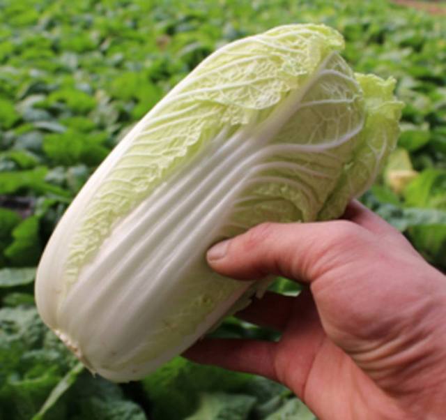 夏季怎么用遮阳网种小白菜？5个关键技巧让菜苗茁壮成长插图1