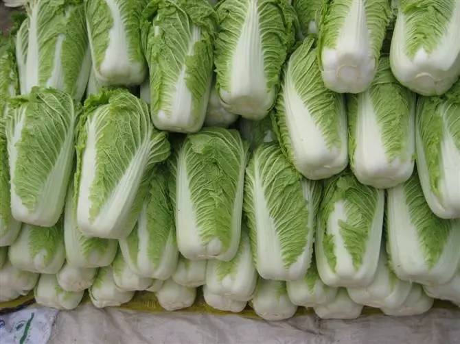 老品种大白菜价格行情及种植优势全解析插图1 老品种大白菜价格行情及种植优势全解析插图1