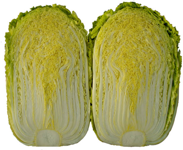 北方种啥白菜品种好?推荐5种高产抗寒白菜插图1 北方种啥白菜品种好?推荐5种高产抗寒白菜插图1