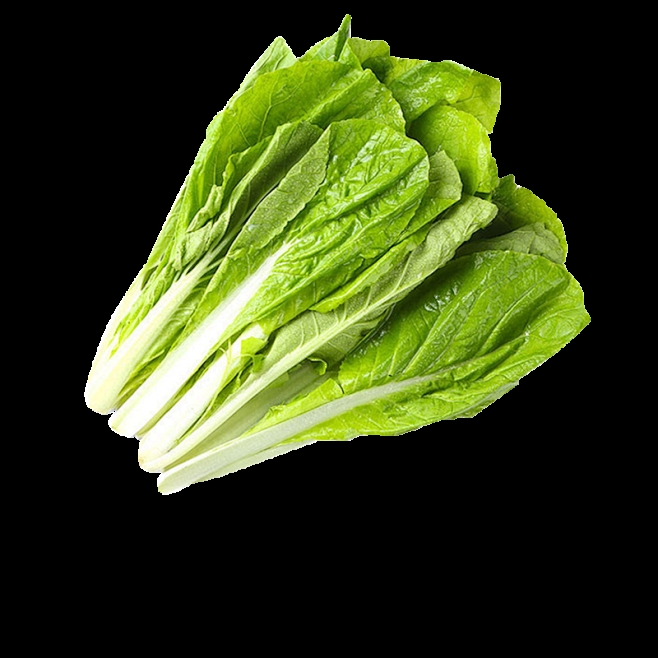 种植白菜的最佳时间解析:一年四季都能种吗?插图1 种植白菜的最佳时间解析:一年四季都能种吗?插图1