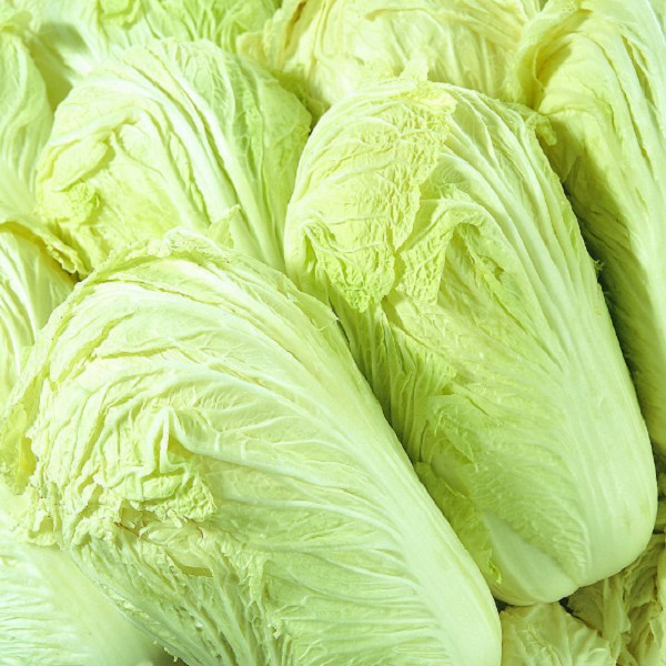 现在种大白菜早吗?最佳种植时间解析插图1 现在种大白菜早吗?最佳种植时间解析插图1