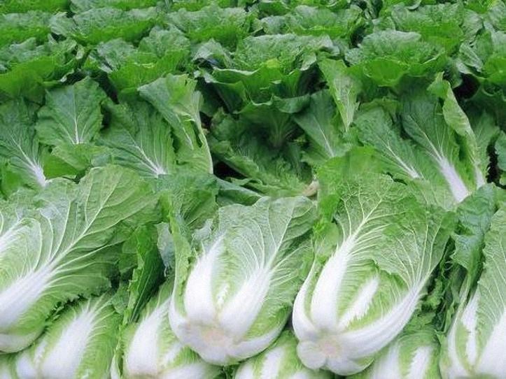 大白菜种植种植技术全攻略：从选种到收获的完整指南插图2