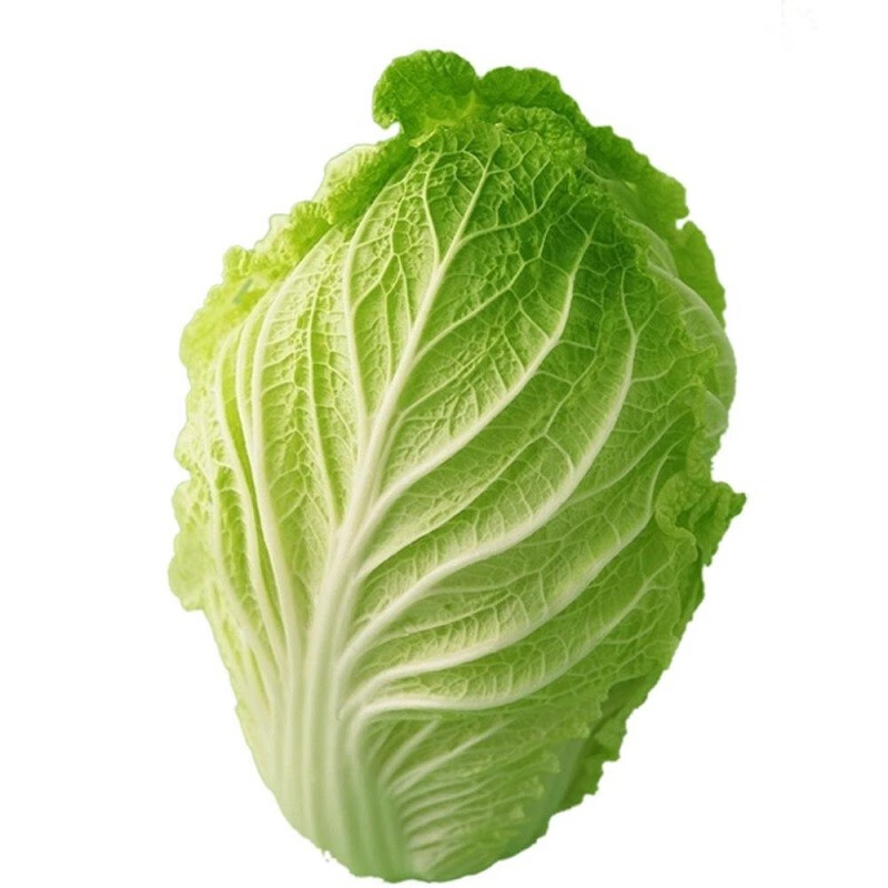 山西种白菜几月几日最合适种植？最佳播种时间全解析插图1