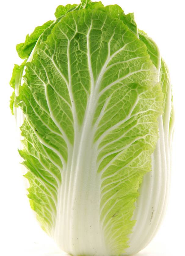 种植白菜的最佳时间解析:一年四季都能种吗?插图2 种植白菜的最佳时间解析:一年四季都能种吗?插图2