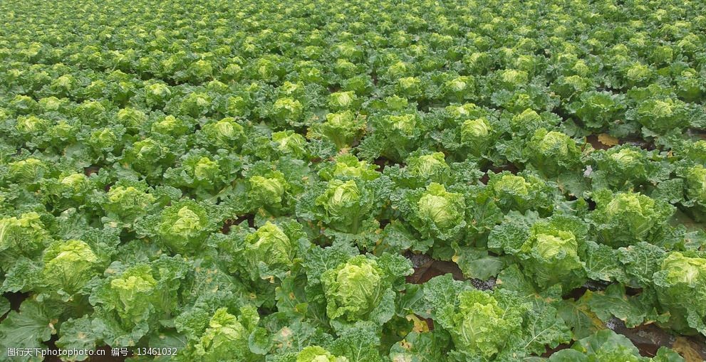 夏天怎么种小白菜？掌握这5个技巧轻松收获插图1