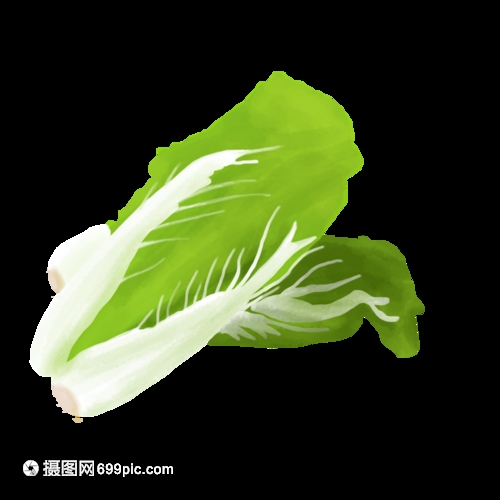 大白菜籽什么品种好?2024年优质品种推荐指南插图2 大白菜籽什么品种好?2024年优质品种推荐指南插图2