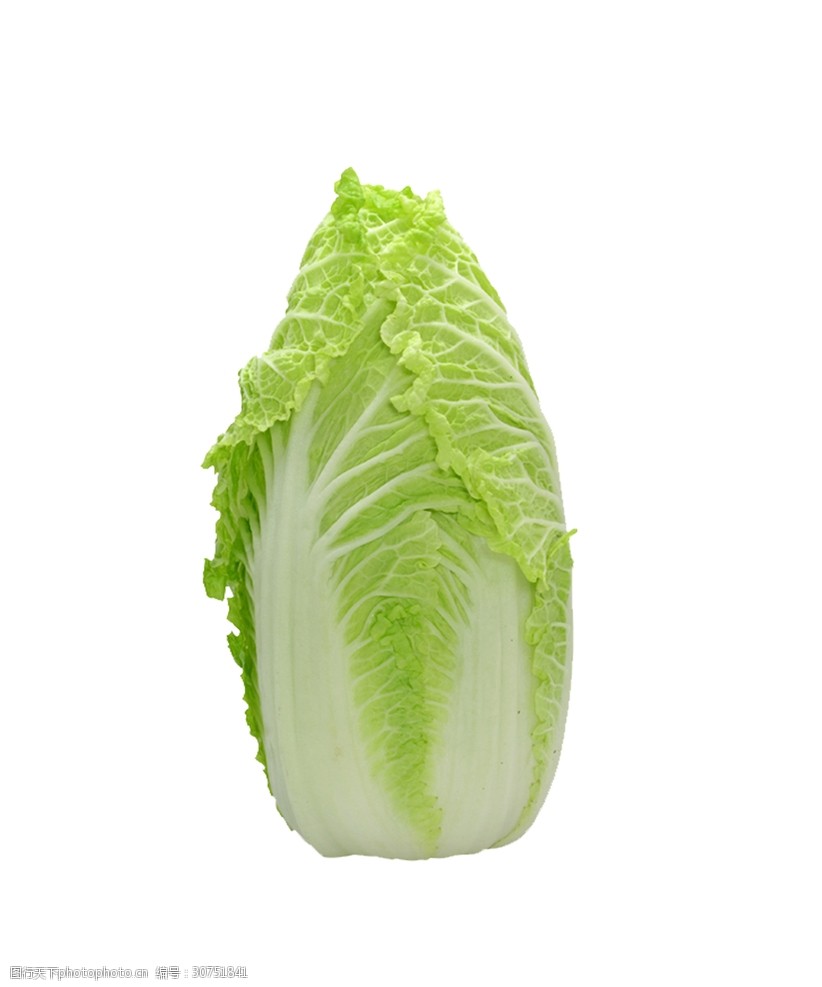 大白菜的种植技巧与高产栽培方法全解析插图2