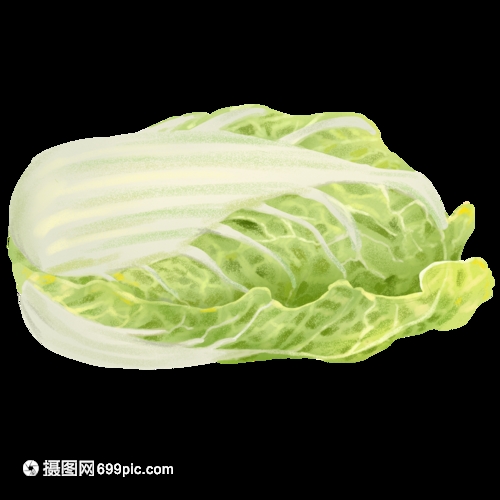 小白菜八月可以种吗?八月种植小白菜全攻略插图2 小白菜八月可以种吗?八月种植小白菜全攻略插图2