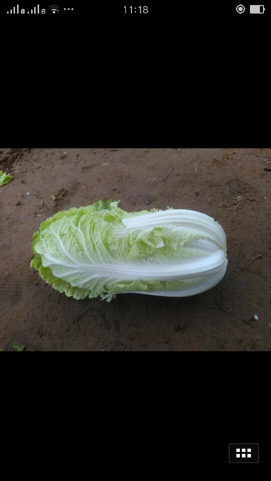 洋白菜怎么种植(新手必看的洋白菜种植全攻略)插图2 洋白菜怎么种植(新手必看的洋白菜种植全攻略)插图2