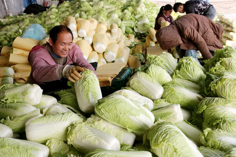 河北啥时种白菜最合适?最佳种植时间全解析插图2 河北啥时种白菜最合适?最佳种植时间全解析插图2