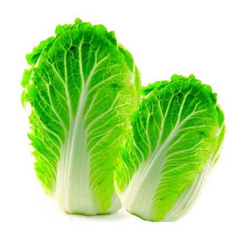 种植白菜课件：从播种到收获的完整指南插图1