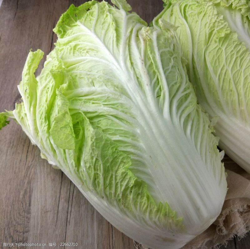 种植白菜课件：从播种到收获的完整指南插图2