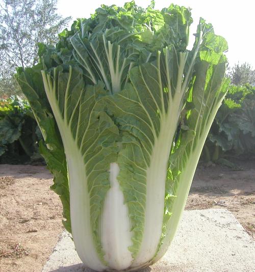 小白菜种怎么种(小白菜种植方法全解析)插图2 小白菜种怎么种(小白菜种植方法全解析)插图2