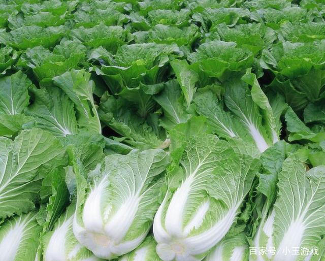 东北白菜种植时间指南：最佳播种期与高产技巧插图1