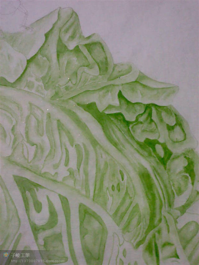 麻叶青白菜种植技术全解析(麻叶青白菜高产栽培指南)插图2 麻叶青白菜种植技术全解析(麻叶青白菜高产栽培指南)插图2