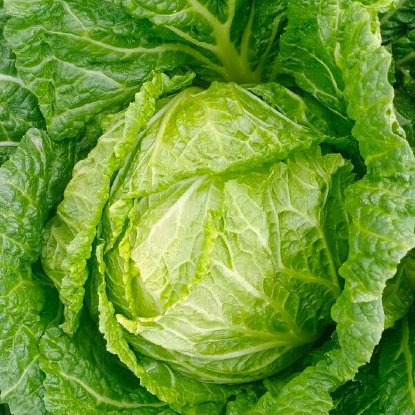 大白菜山东什么时候种最合适?山东大白菜最佳种植时间解析插图1 大白菜山东什么时候种最合适?山东大白菜最佳种植时间解析插图1