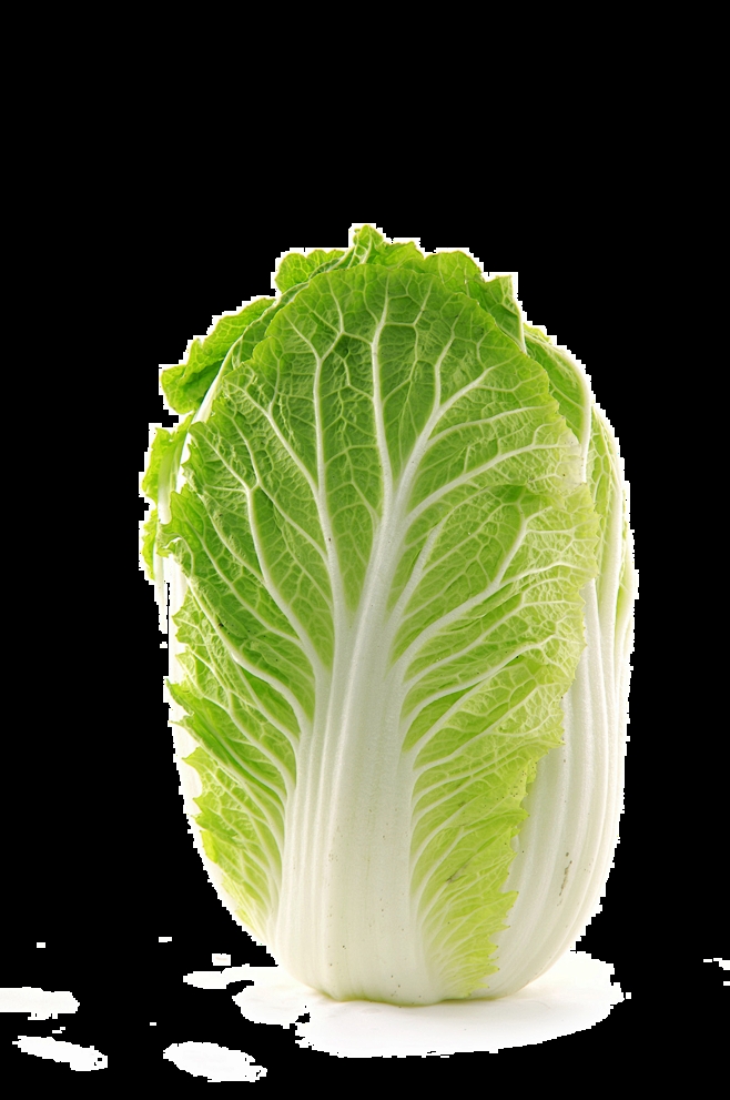 大白菜山东什么时候种最合适?山东大白菜最佳种植时间解析插图2 大白菜山东什么时候种最合适?山东大白菜最佳种植时间解析插图2