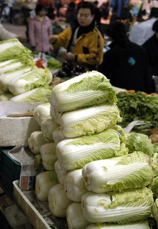 大白菜种植温度详解:最佳生长环境与调控技巧插图1 大白菜种植温度详解:最佳生长环境与调控技巧插图1