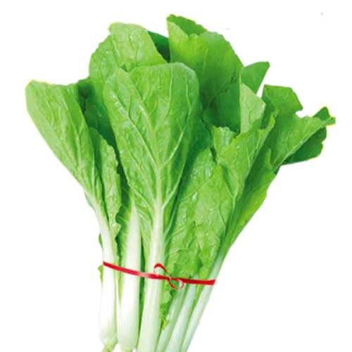 大白菜能移苗种植吗?移苗种植技巧全解析插图1 大白菜能移苗种植吗?移苗种植技巧全解析插图1