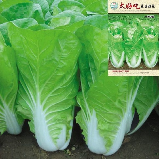 种白菜注意什么?新手必看的5大关键要点插图1 种白菜注意什么?新手必看的5大关键要点插图1