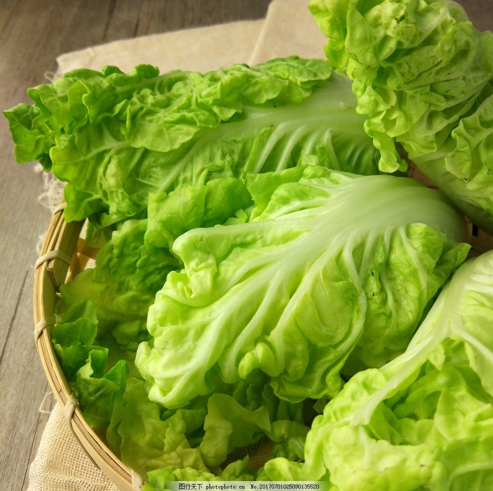 种白菜的行距是多少(白菜种植行距全解析)插图1 种白菜的行距是多少(白菜种植行距全解析)插图1