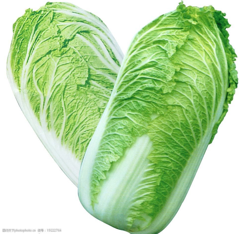 白菜是哪一种(白菜种类全解析)插图1 白菜是哪一种(白菜种类全解析)插图1