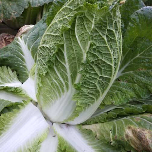 冬天的大白菜什么时间种最合适？最佳种植时间解析插图2