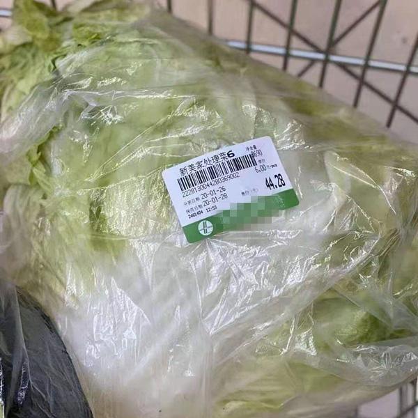 圆白菜有几种?常见品种全解析插图2 圆白菜有几种?常见品种全解析插图2