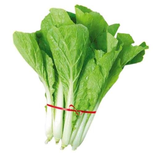 夏天白菜品种推荐：耐热高产好选择插图2