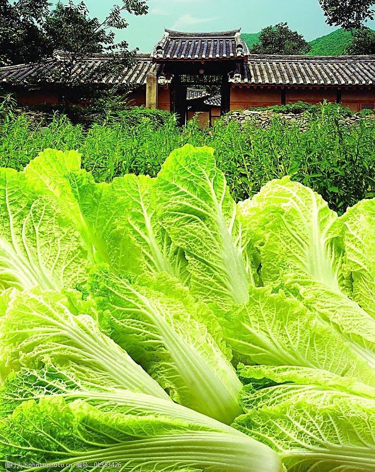 水白菜种植方法和时间全解析:从播种到收获的完整指南插图1 水白菜种植方法和时间全解析:从播种到收获的完整指南插图1