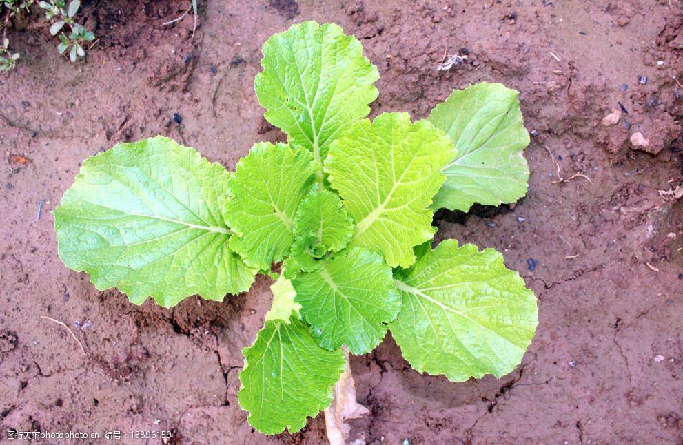 阳台种小白菜种植方法大全:从选种到收获的完整指南插图2 阳台种小白菜种植方法大全:从选种到收获的完整指南插图2