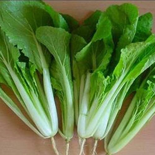 种白菜要起垄吗?起垄种植白菜的5大优势解析插图2 种白菜要起垄吗?起垄种植白菜的5大优势解析插图2