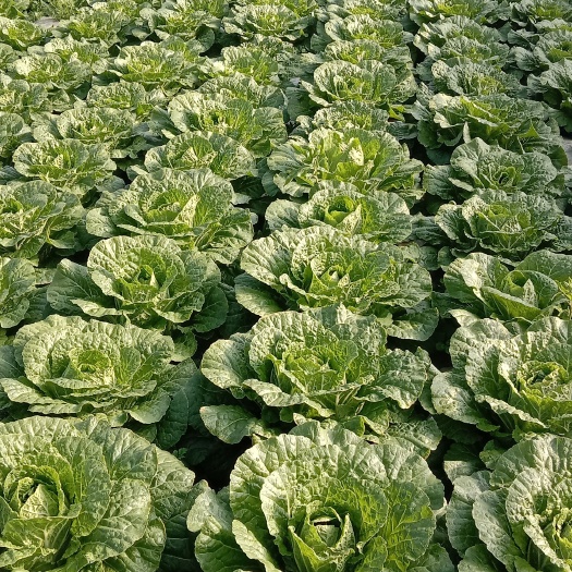 白菜是哪一种(白菜种类全解析)插图2 白菜是哪一种(白菜种类全解析)插图2