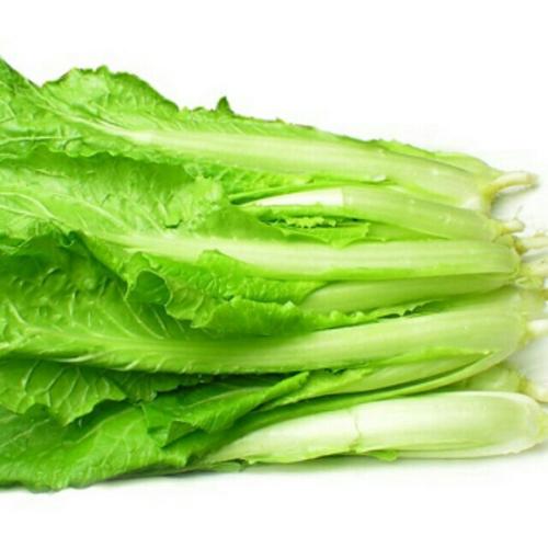 今年几号种大白菜?2023年最佳种植时间指南插图1 今年几号种大白菜?2023年最佳种植时间指南插图1