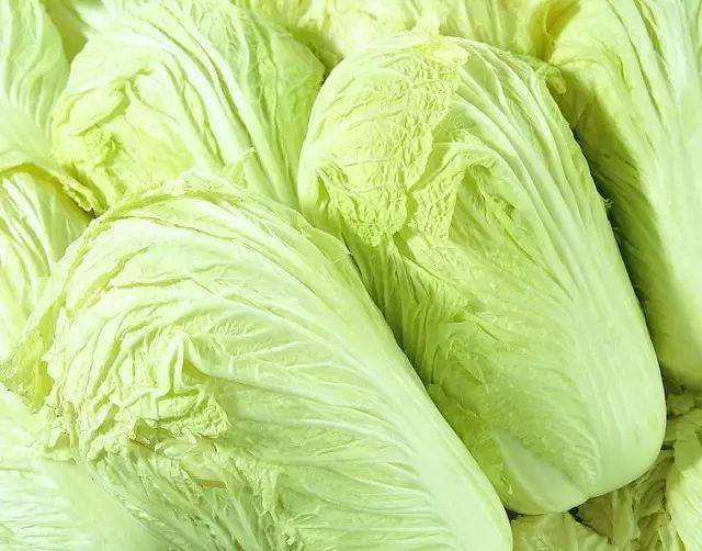 秋白菜什么时间种最合适？最佳种植时间全解析插图