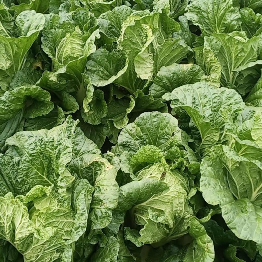 种大白菜用什么肥最合适?5种高效肥料推荐插图 种大白菜用什么肥最合适?5种高效肥料推荐插图