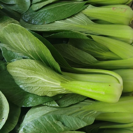 种大白菜用什么肥最合适?5种高效肥料推荐插图1 种大白菜用什么肥最合适?5种高效肥料推荐插图1