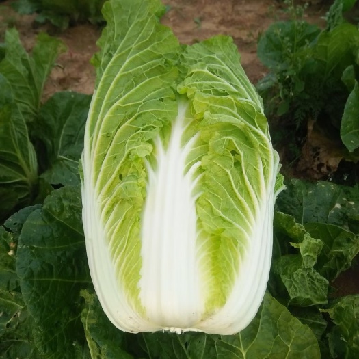 中国白菜种植面积全国分布及产量分析插图2 中国白菜种植面积全国分布及产量分析插图2