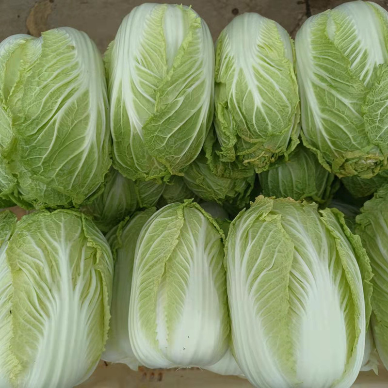 立秋种白菜好吗?最佳种植时间与技巧全解析插图1 立秋种白菜好吗?最佳种植时间与技巧全解析插图1