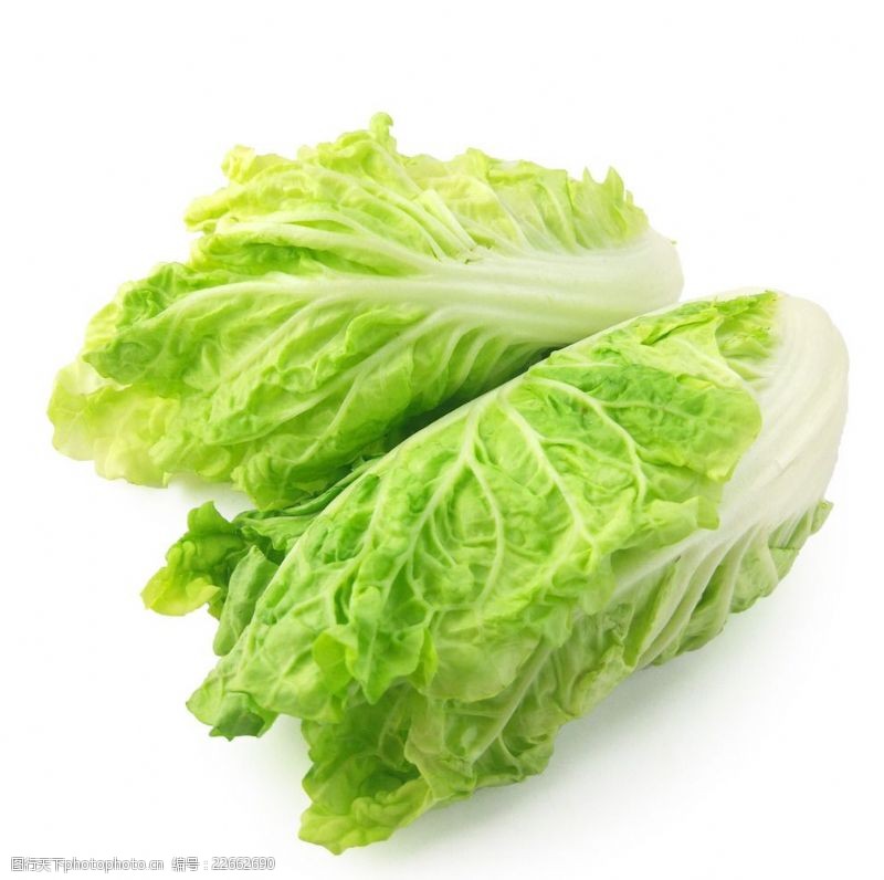 河北种白菜时间指南:最佳种植季节与技巧插图1 河北种白菜时间指南:最佳种植季节与技巧插图1