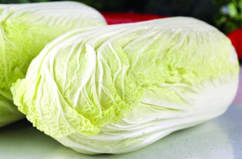 种白菜哪种品种好?5大高产优质白菜品种推荐插图2 种白菜哪种品种好?5大高产优质白菜品种推荐插图2
