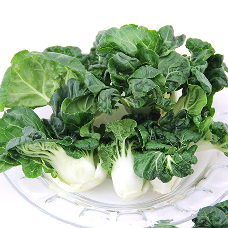 大白菜现在能种吗？最佳种植时间与技巧全解析插图1